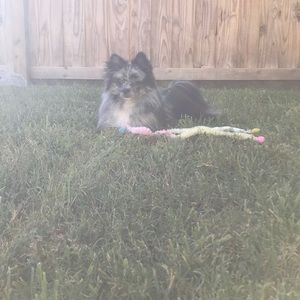 Meet your Posher, Kalani